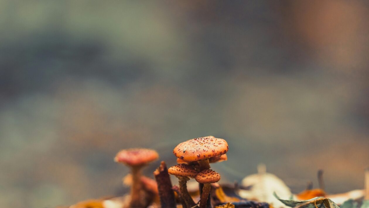 Cloud vs. Vlastné NAS: Analýza kompromisov medzi súkromím a komfortom úložiska