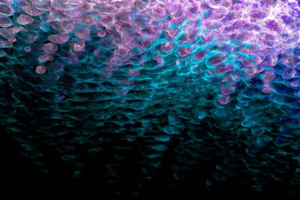 Komunikácia s administrátorom: Prevencia obchádzania firemných firewallov a filtrov