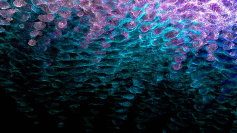 Komunikácia s administrátorom: Prevencia obchádzania firemných firewallov a filtrov