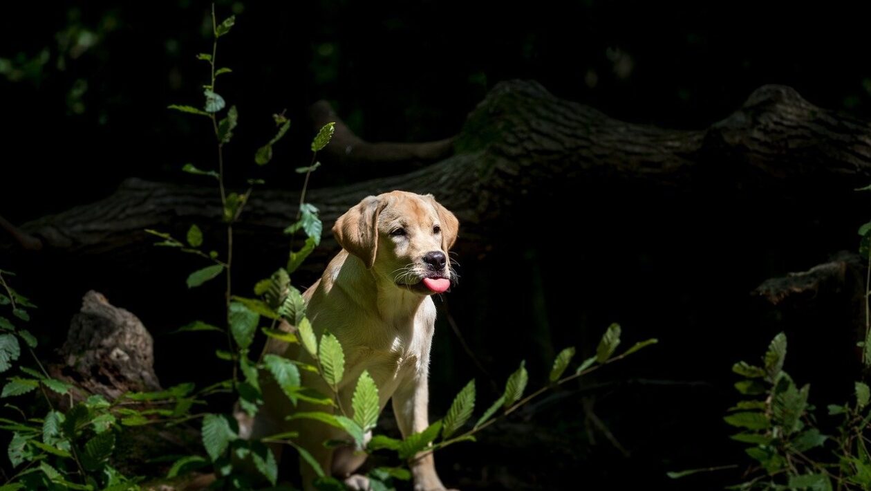 Mikroinvestície do luxusných aktív: Regulácia tokenizácie umenia a whisky pre retail