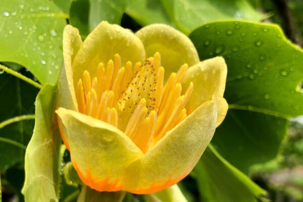 Etický dizajn Cookie Bannerov: Presadenie rovnako jednoduchej možnosti Odmietnuť všetko