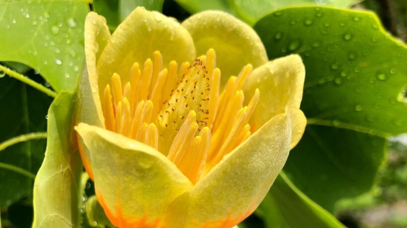 Etický dizajn Cookie Bannerov: Presadenie rovnako jednoduchej možnosti Odmietnuť všetko