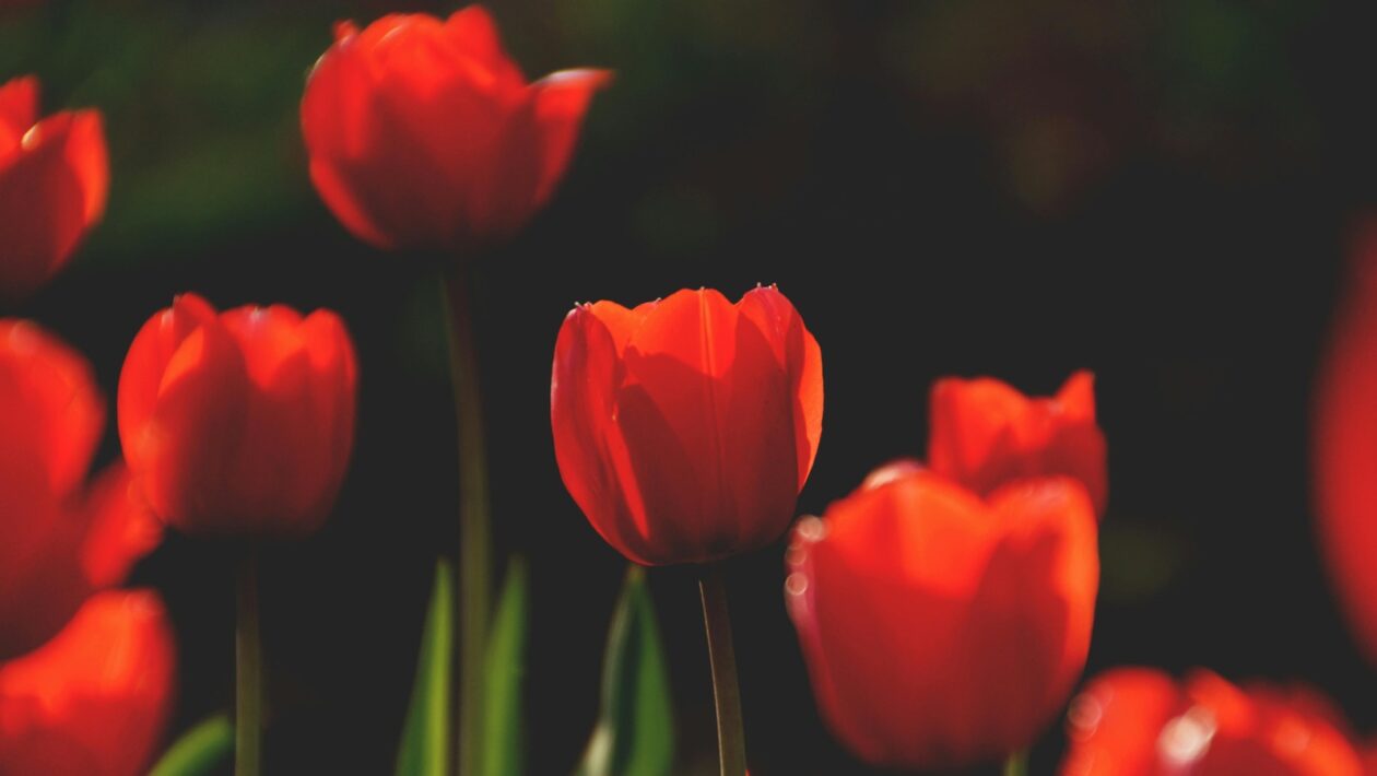 Mapovanie dopytov dlhého chvosta (Long-tail) na špecifické komponenty produktu/služby