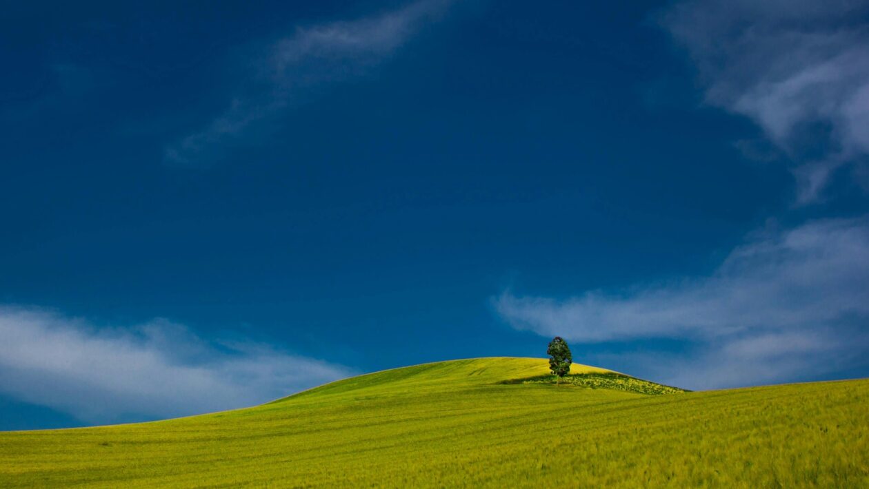 Analýza citácií AI Overviews: Čo modely preferujú a prečo