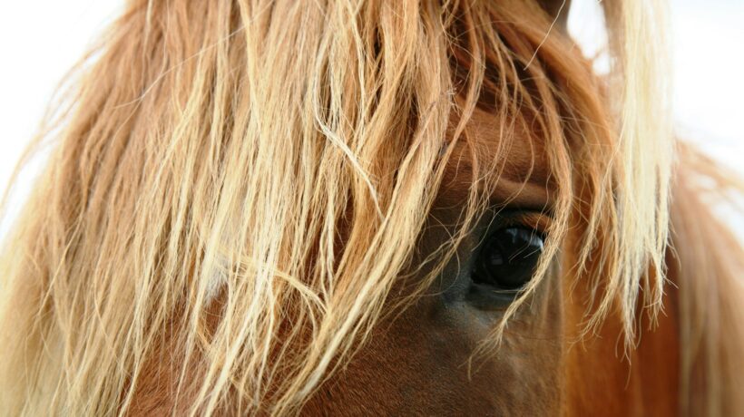 Štruktúrovanie tabuliek: Výhody/nevýhody a rozhodovacie stromy pre AI Overviews