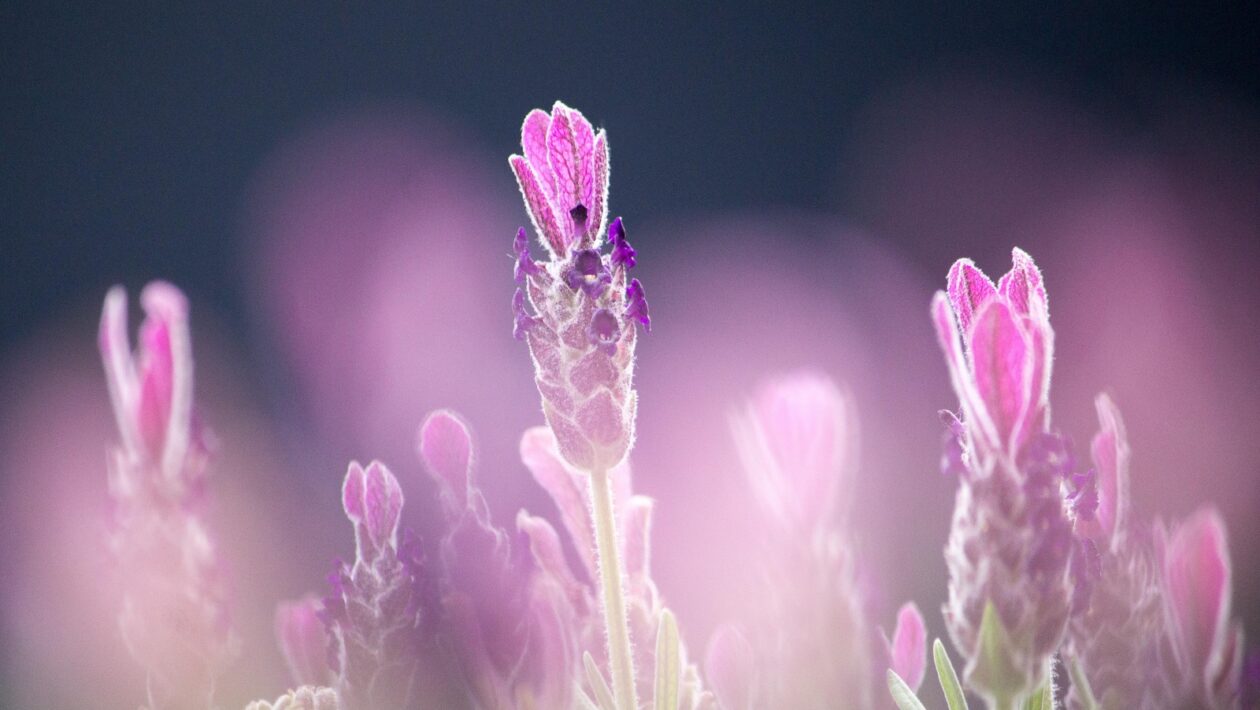 Kombinácia video obsahu a textu pre výrezy v AI Overviews