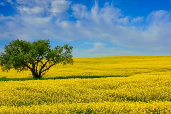 Stratégie získania citácií v AIO bez pozície v Top 3 organických výsledkoch