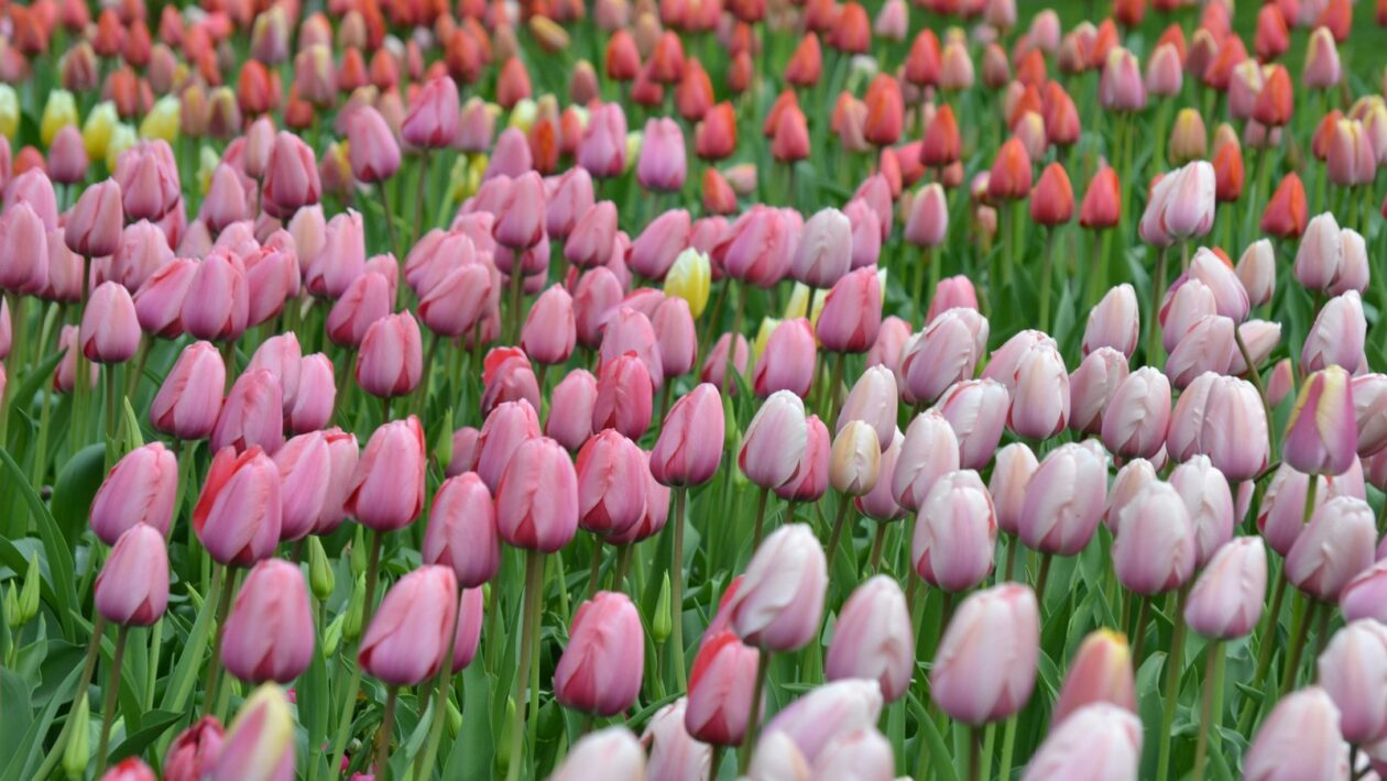 Contrarian takes (Kontroverzné názory): Ako získať pozornosť AI a publika