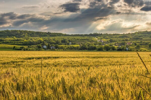 Canonical parametre: Ignorovanie parametrov pre index