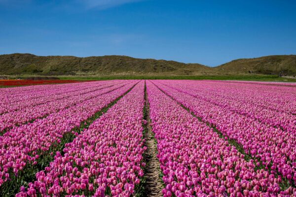 Pseudoveda a alternatívna liečba: Zodpovednosť platforiem a ochrana verejného zdravia