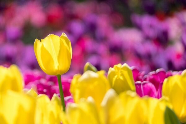 UX a UI dizajn pre online obchody: Optimalizácia pre konverzie