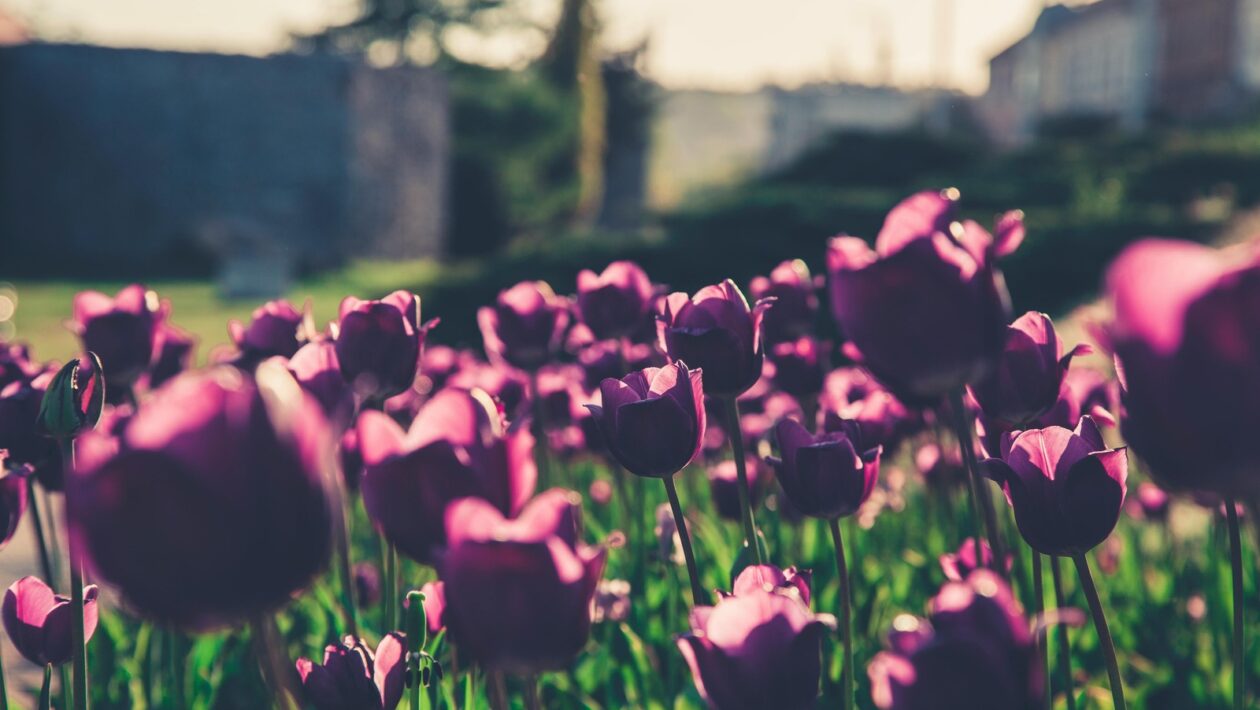 Správa fyzických a virtuálních serverů: Údržba a optimalizace