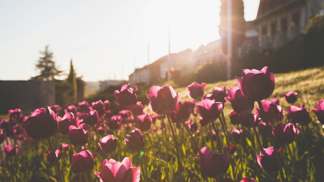 Monitorování výkonu a vytížení serveru: Detekce problémů