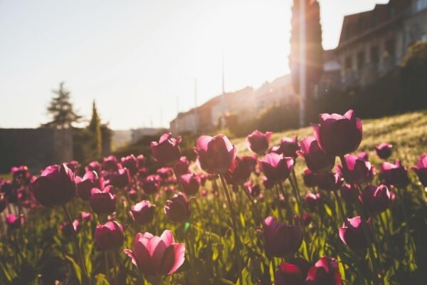 Monitorování výkonu a vytížení serveru: Detekce problémů