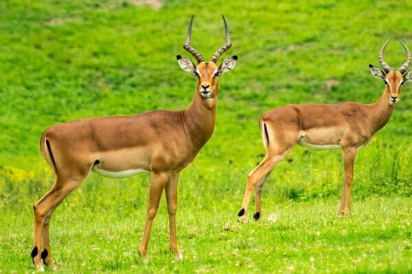 Bezpečnostní zásady správy systémů: Minimální práva a hardening