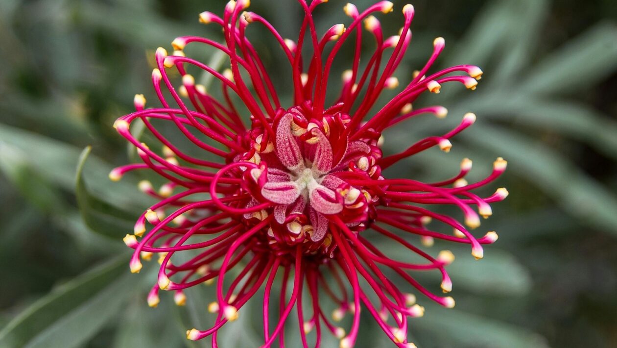 Windows Server vs. Linux Server: Srovnání v roli NOS