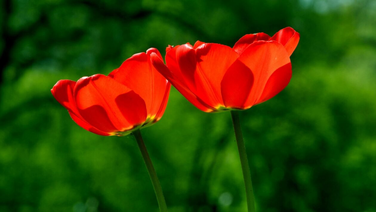 Sdílený, VPS a dedikovaný hosting: Rozdíly ve výkonu a kontrole