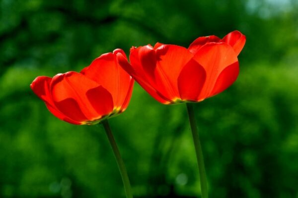 Sdílený, VPS a dedikovaný hosting: Rozdíly ve výkonu a kontrole