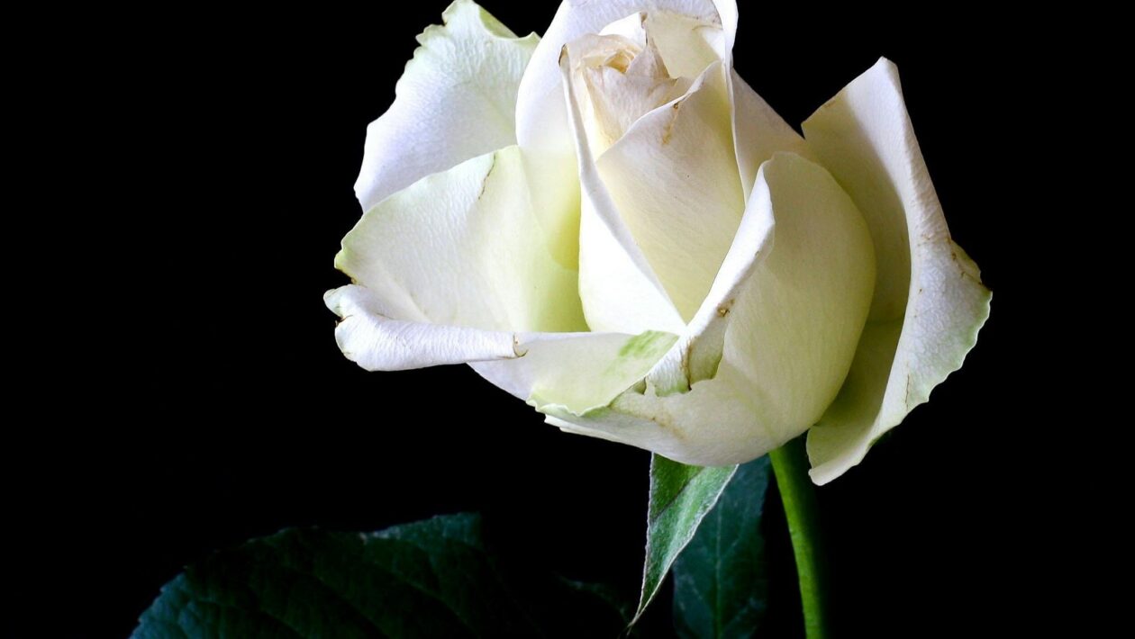 Optimalizace výkonu webového serveru: Caching a komprese