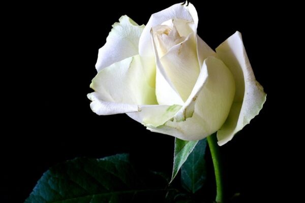 Optimalizace výkonu webového serveru: Caching a komprese