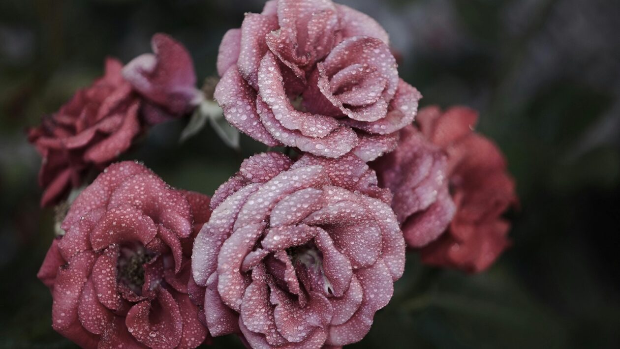 Bezpečnost DNS: DNSSEC a ochrana proti spoofingu