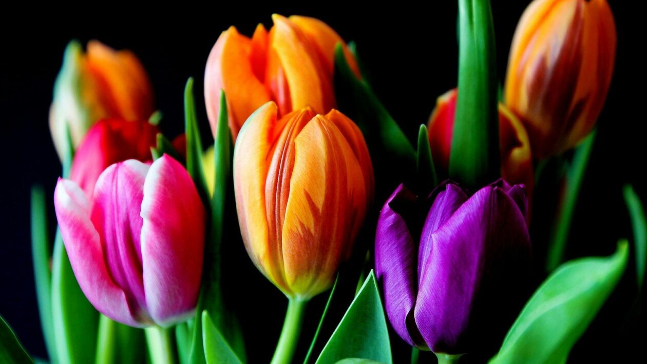 Optimalizace CSS pro výkon webu: Minimální zátěž