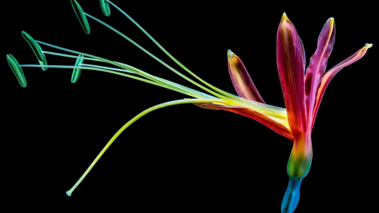 REST API a serverová logika: Fungování a návrh