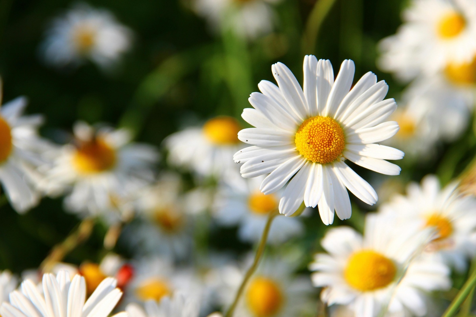 Backendový framework: Laravel, Django, Spring – volba