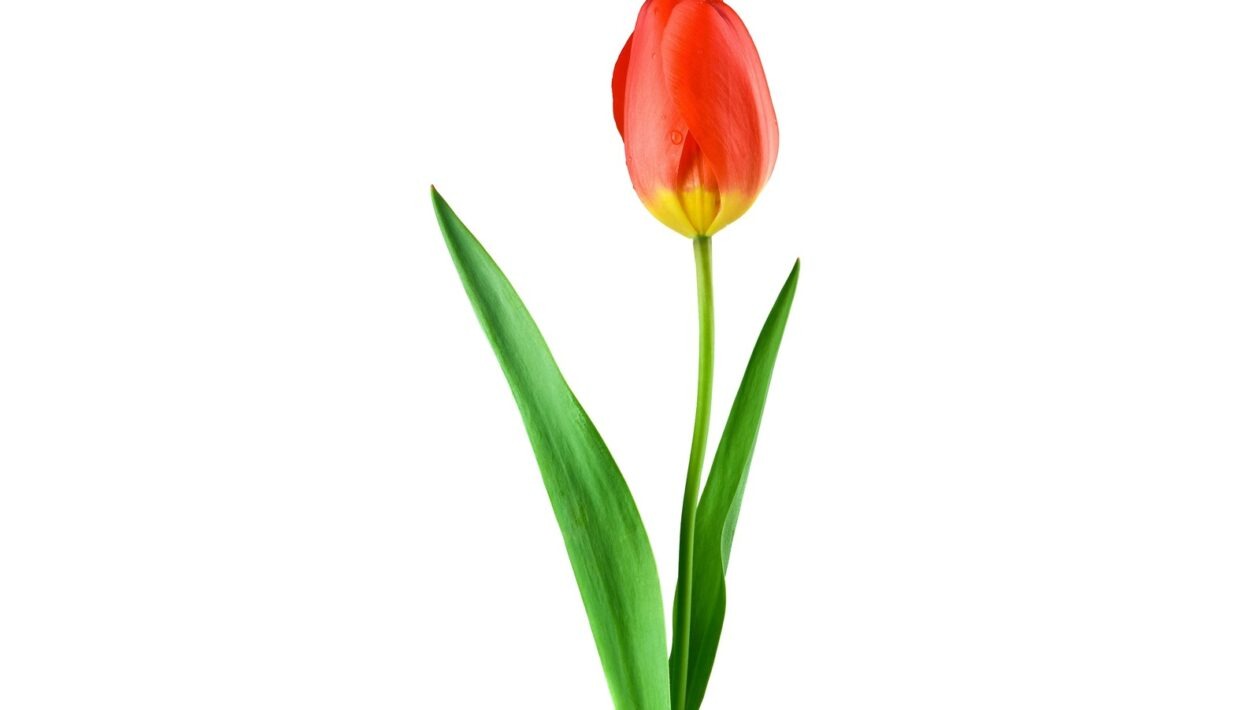 Integrace databází a ORM v PHP: Doctrine, Eloquent