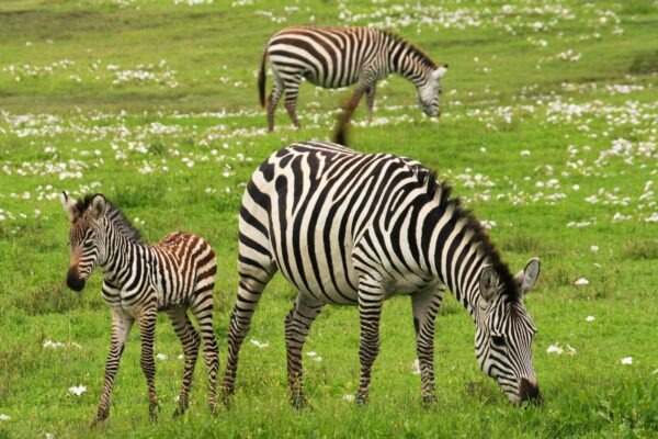 Správa balíčků s npm a Yarn: Závislosti a verze