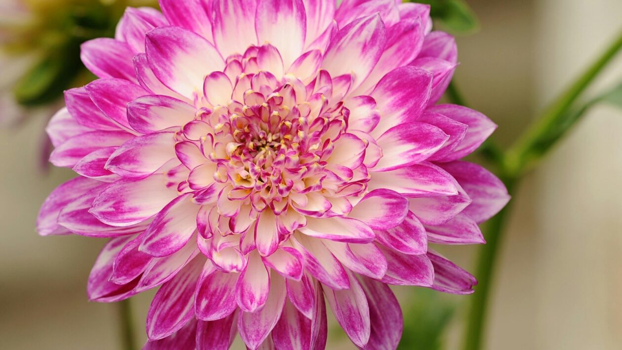 Tvorba vlastních šablon a modulů v CMS: Rozšíření