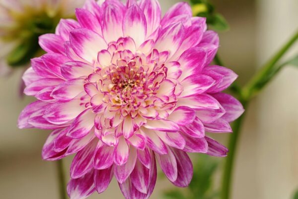 Tvorba vlastních šablon a modulů v CMS: Rozšíření