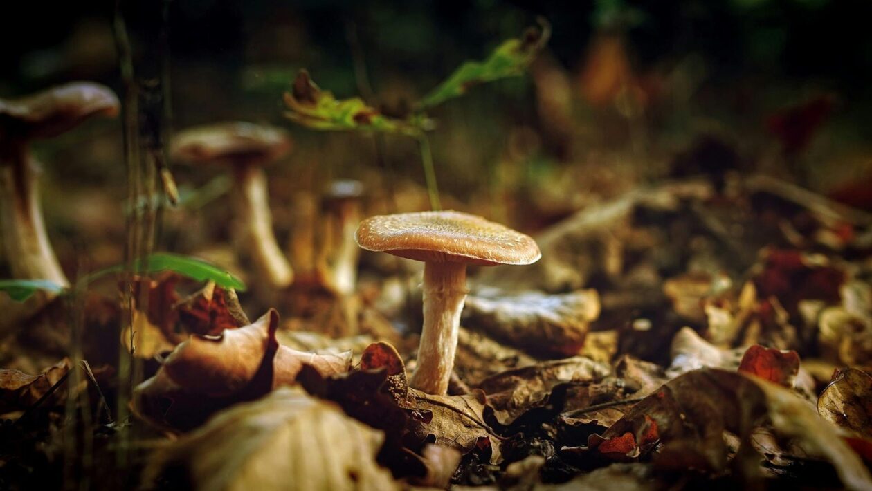 Bezpečnostní dopady automatizace procesů: IAM