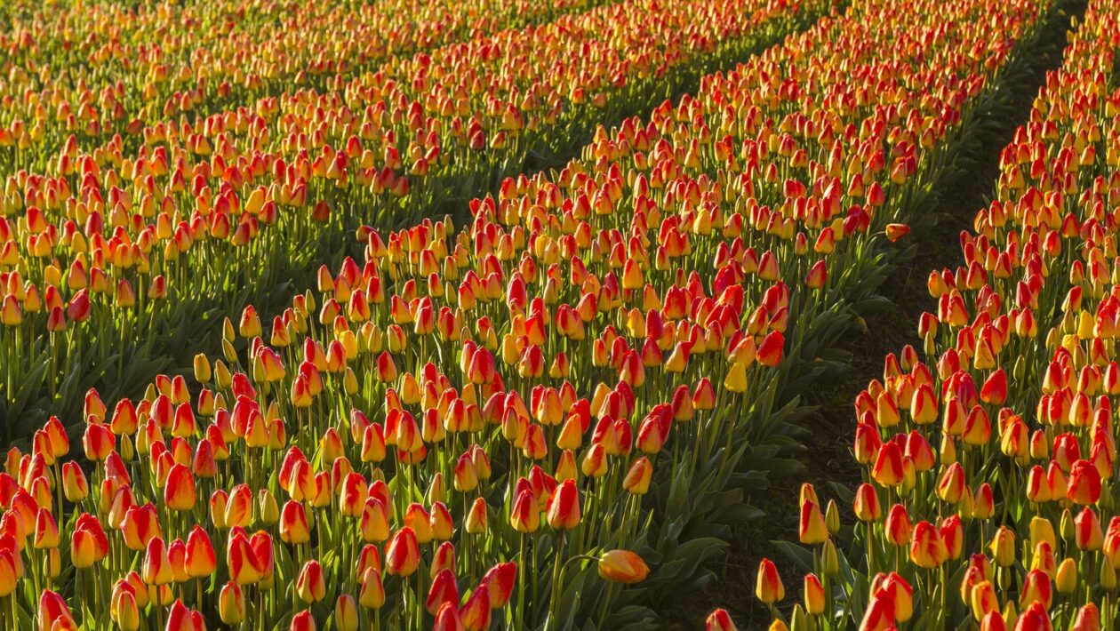 Virtuální realita (VR): Principy a technologie