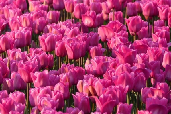 3D tisk a využití modelů v průmyslu: Prototypování