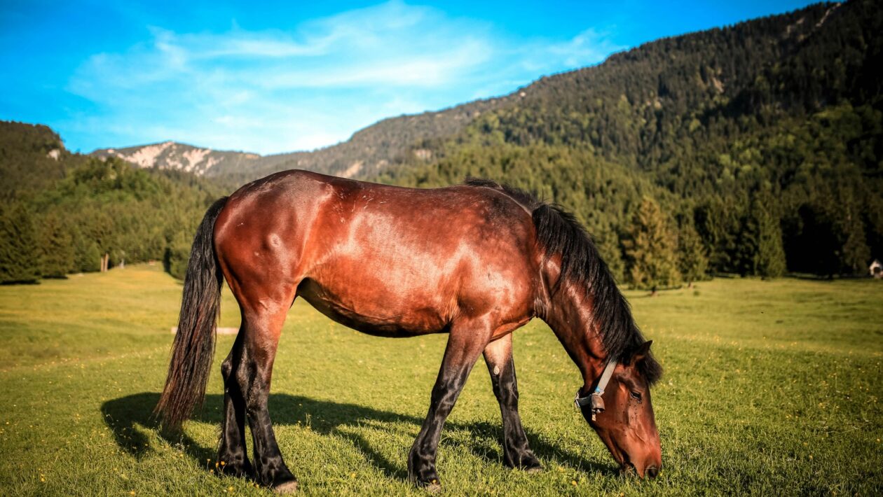 API Gateway a řízení přístupu: Bezpečnost a správa