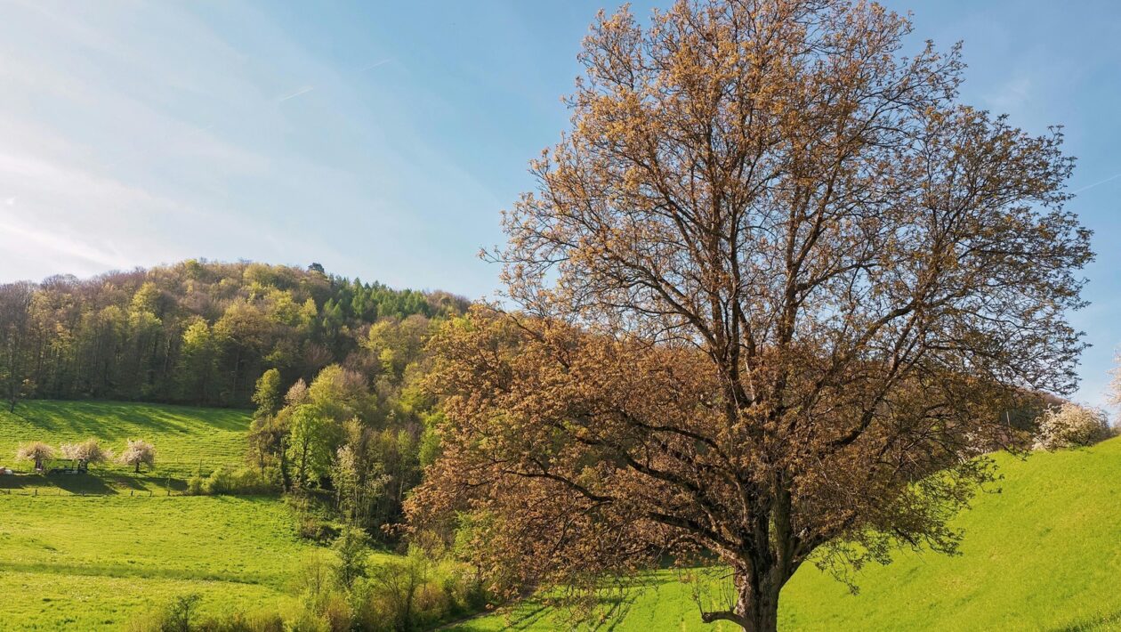 Integrace umělé inteligence do embedded zařízení: Návrh a nasazení modelov