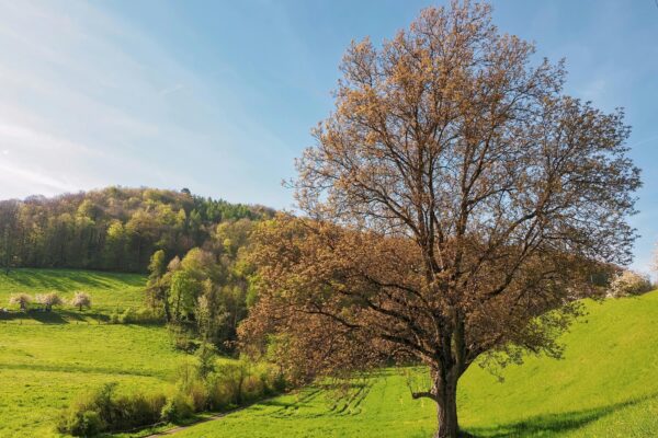 Integrace umělé inteligence do embedded zařízení: Návrh a nasazení modelov