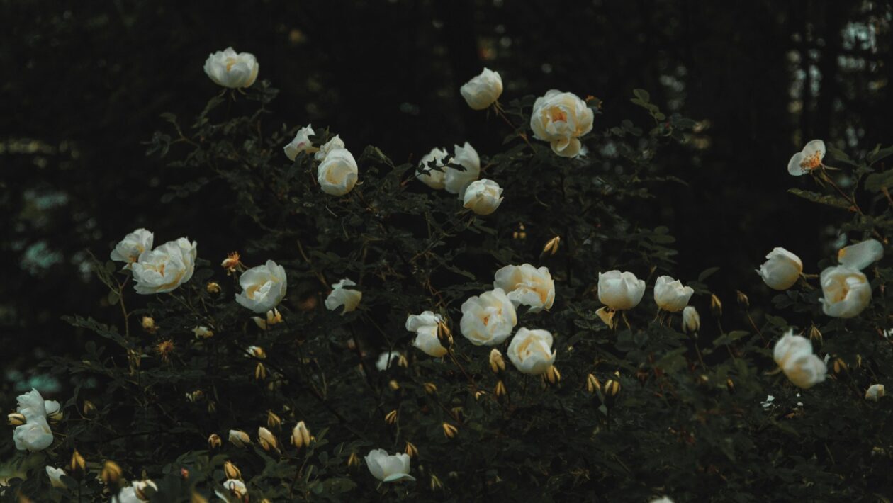 Právo byť zabudnutý: Implementácia odstraňovania obsahu a medzinárodná platnosť