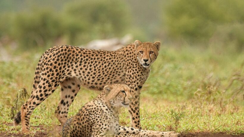Vernostné programy: odmeňte zákazníka bez toho, aby ste ho uzamkli (lock-in efekt)