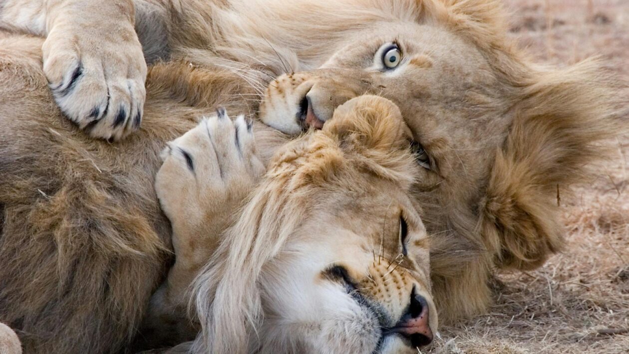 Audit dark patterns: kompletný checklist pre produktových manažérov a právnikov