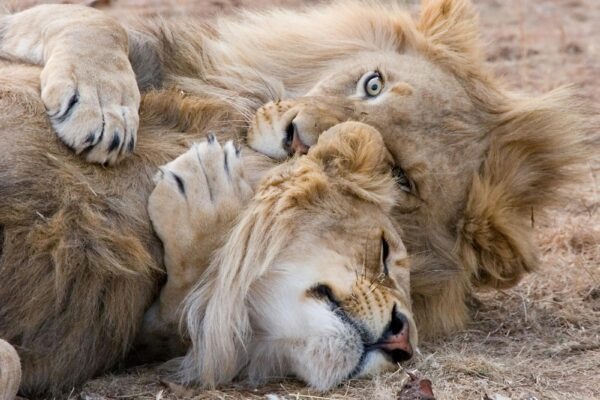 Audit dark patterns: kompletný checklist pre produktových manažérov a právnikov