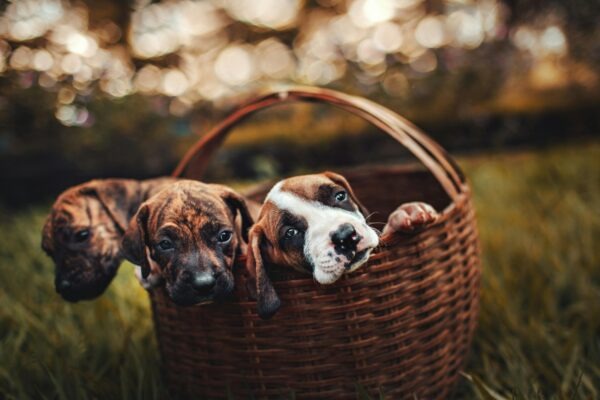 CSR zľavy (študent, senior): overovanie statusu bez ponižujúceho procesu